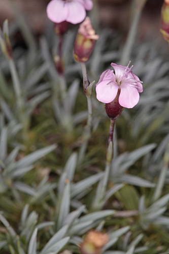 Dianthus brachyanthus Boiss.
