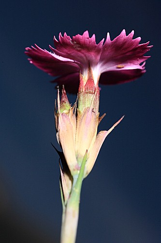 Dianthus carthusianorum subsp. carthusianorum L.