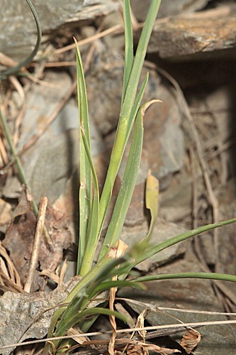 Dianthus carthusianorum subsp. carthusianorum L.