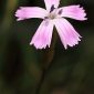 Dianthus charidemi Pau
