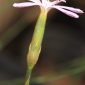 Dianthus charidemi Pau