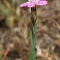 Dianthus deltoides subsp. deltoides L.