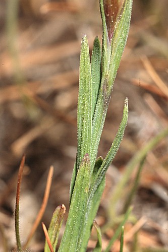 Dianthus deltoides subsp. deltoides L.