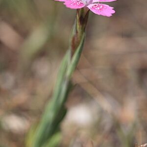 Dianthus deltoides subsp. deltoides L.