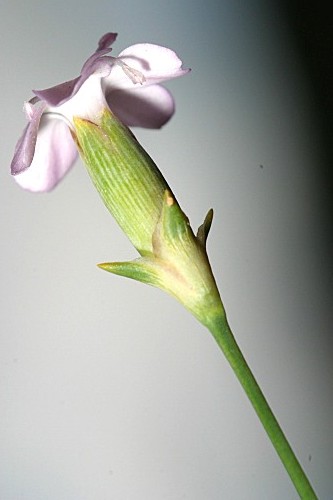 Dianthus gredensis Pau ex Caball.