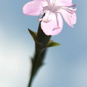 Dianthus gredensis Pau ex Caball.