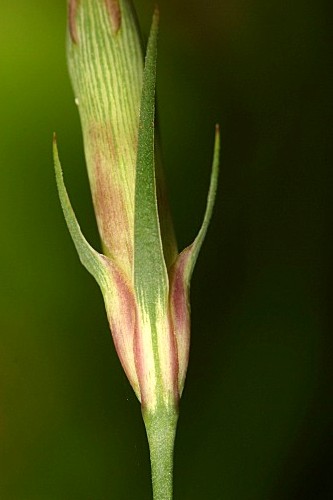 Dianthus hyssopifolious L.
