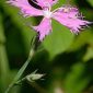 Dianthus hyssopifolious L.