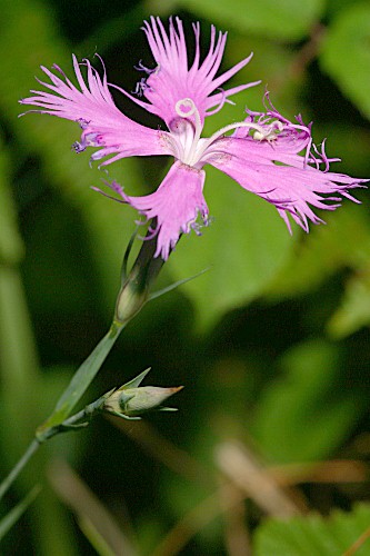 Dianthus hyssopifolious L.