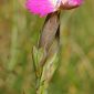 Dianthus legionensis (Willk.) F. N. Williams
