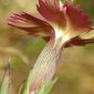 Dianthus legionensis (Willk.) F. N. Williams