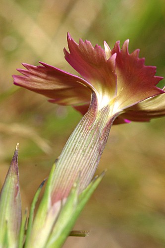 Dianthus legionensis (Willk.) F. N. Williams