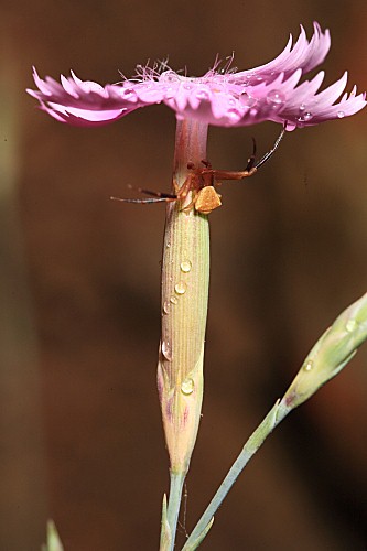Dianthus lusitanus Brot.