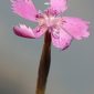 Dianthus lusitanus Brot.