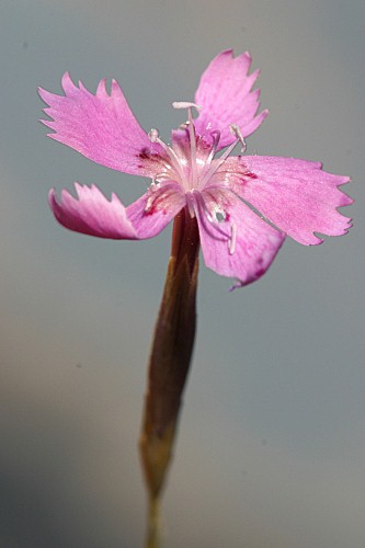 Dianthus lusitanus Brot.