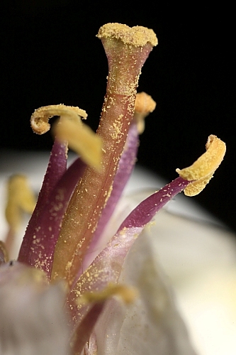 Diplotaxis erucoides (L.) DC.