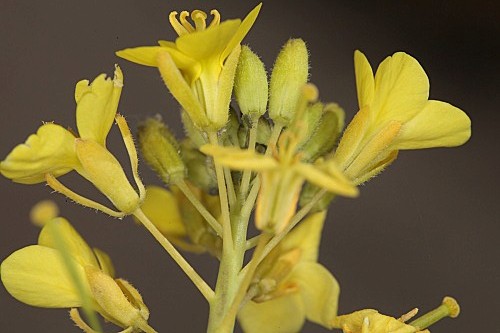 Diplotaxis harra subsp. lagascana (DC.) O. Bolòs & Vigo