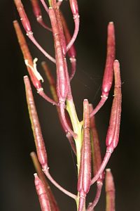 Diplotaxis siifolia subsp. siifolia Kunze