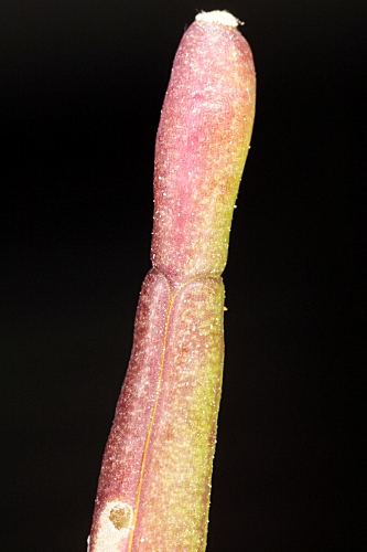 Diplotaxis siifolia subsp. siifolia Kunze