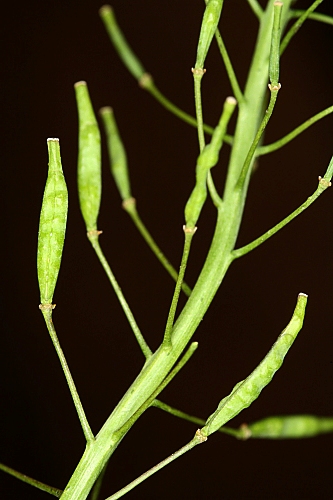 Diplotaxis virgata subsp. virgata (Cav.) DC.