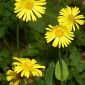 Doronicum plantagineum L.