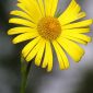 Doronicum plantagineum L.