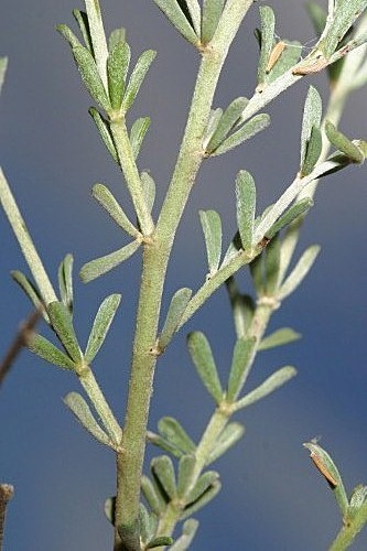 Dorycnium pentaphyllum Scop.