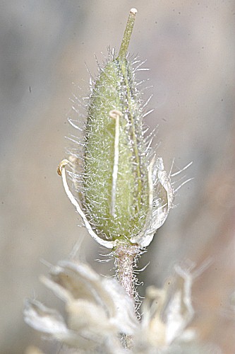 Draba hispanica subsp. hispanica Boiss.
