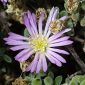 Drosanthemum floribundum (Haw) Schwantes