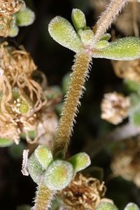 Drosanthemum floribundum (Haw) Schwantes