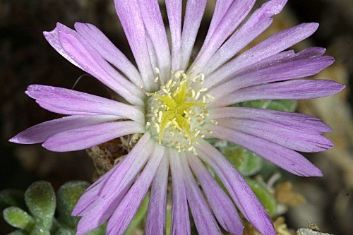 Drosanthemum floribundum (Haw) Schwantes