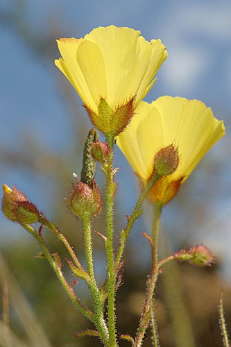 Drosophyllum lusitanicum (L.) Link