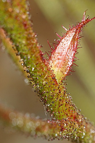 Drosophyllum lusitanicum (L.) Link