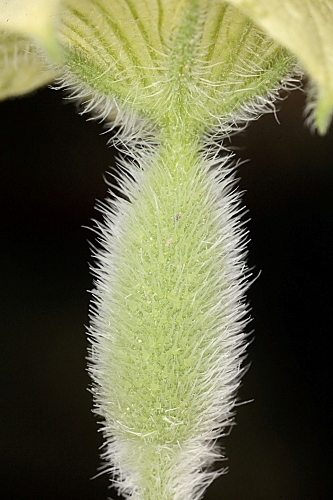 Ecballium elaterium subsp. dioicum (Batt.) Costich in Anales Jard. Bot. Madrid 45: 582 (1989)