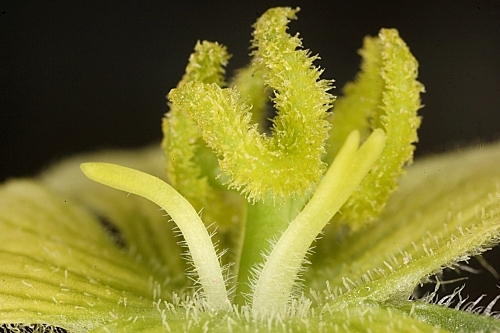 Ecballium elaterium subsp. dioicum (Batt.) Costich in Anales Jard. Bot. Madrid 45: 582 (1989)