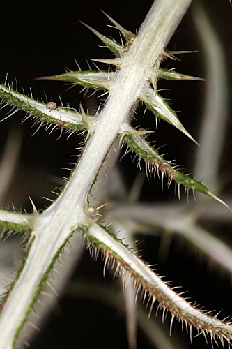 Echinops strigosus L.