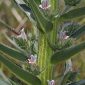 Echium boissieri Steud.