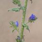 Echium plantagineum L.