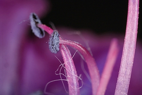 Echium plantagineum L.