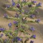 Echium plantagineum L.