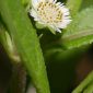 Eclipta prostrata (L.) L.