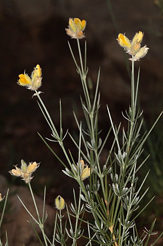 Echinospartum algibicum Talavera & Aparicio
