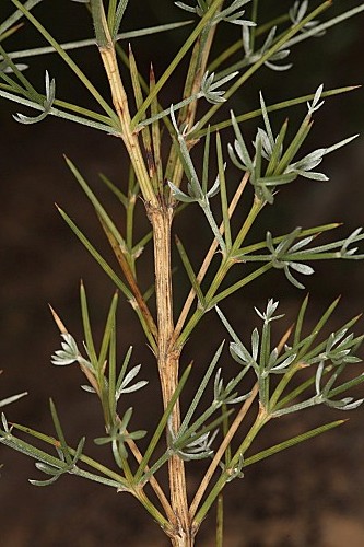 Echinospartum algibicum Talavera & Aparicio