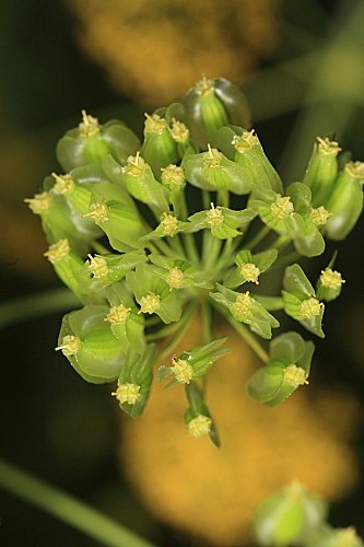 Elaeoselinum foetidum (L.) Boiss.
