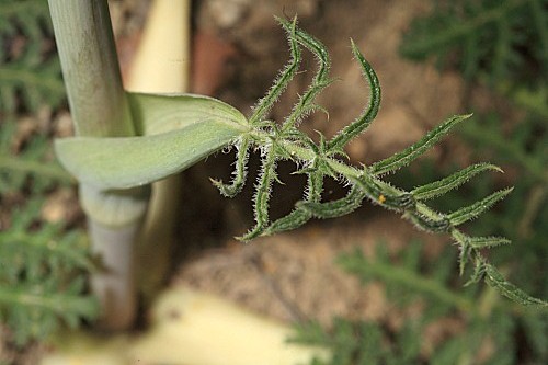 Elaeoselinum foetidum (L.) Boiss.