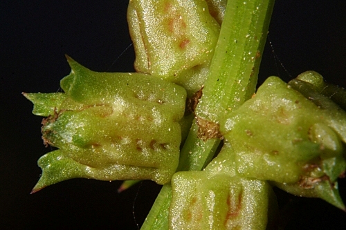 Emex spinosa (L.) Campd.