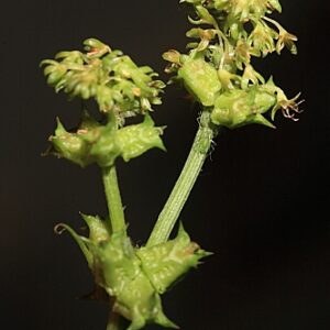 Emex spinosa (L.) Campd.