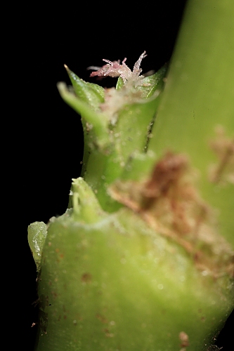 Emex spinosa (L.) Campd.