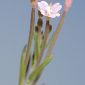Epilobium anagallidifolium Lam.