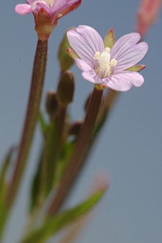 Epilobium anagallidifolium Lam.